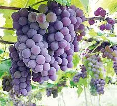 Imagem Segundaria do Produto