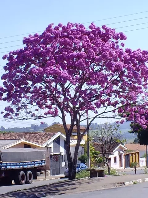 Imagem Segundaria do Produto