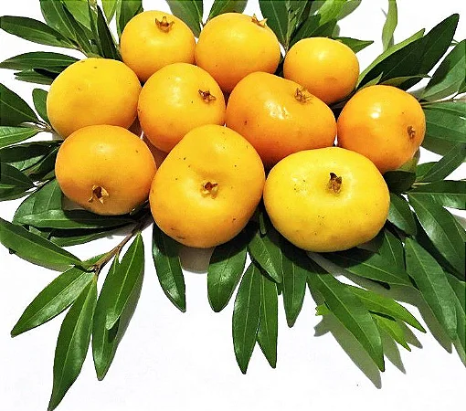 Imagem Segundaria do Produto