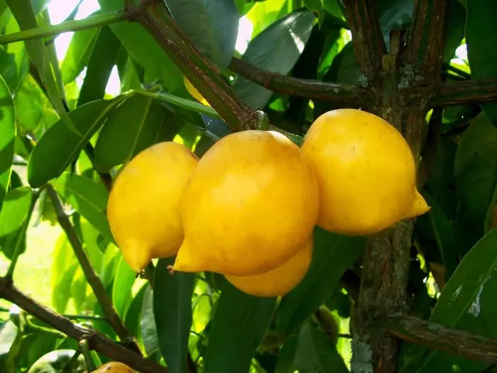 Imagem Segundaria do Produto