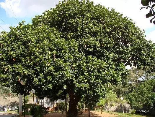 Imagem Segundaria do Produto