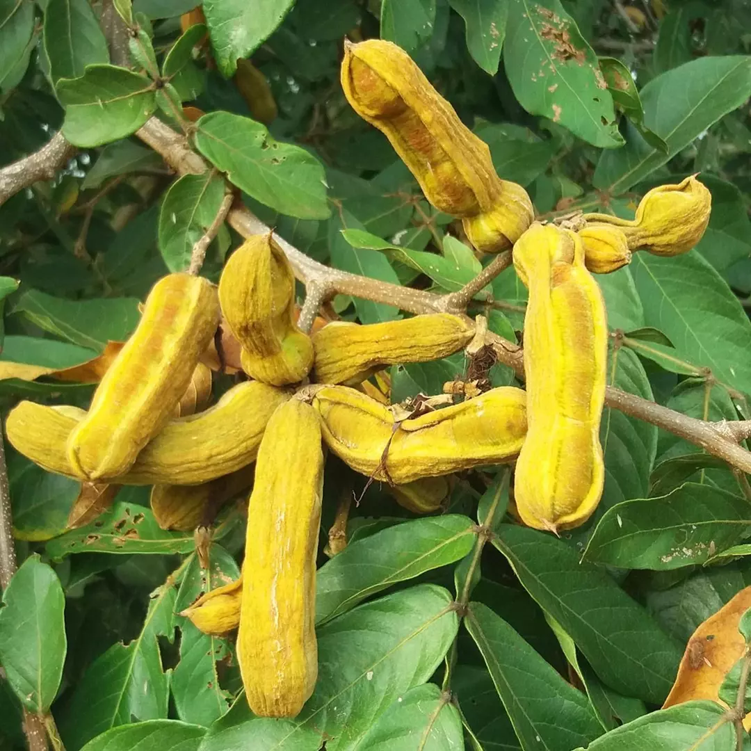 Imagem Segundaria do Produto