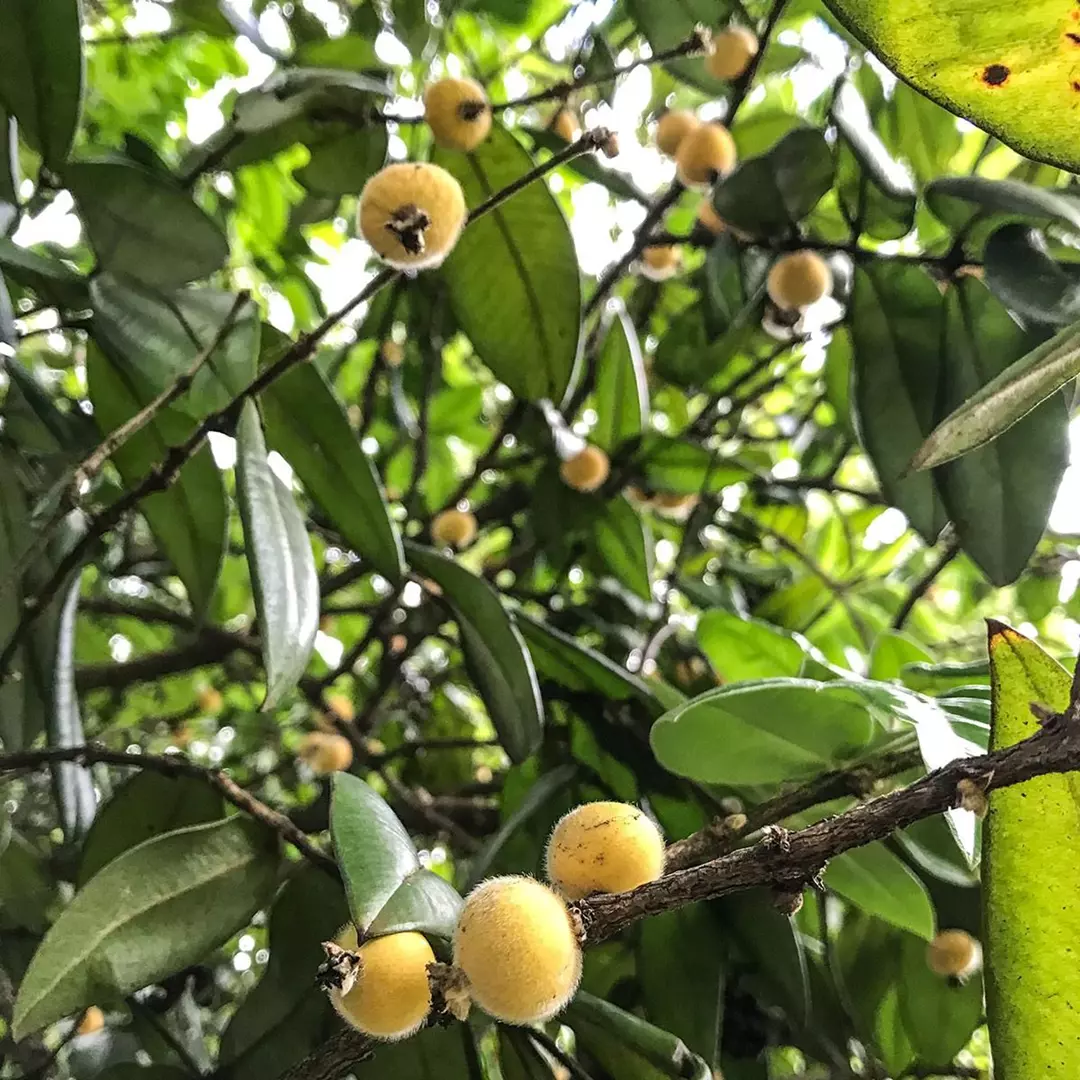 Imagem Segundaria do Produto