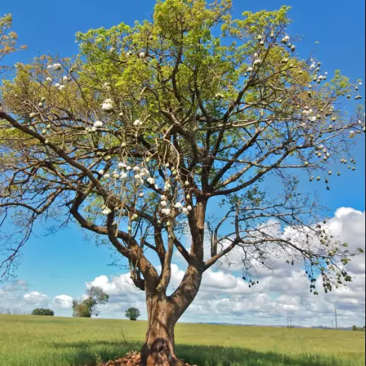 Imagem Segundaria do Produto