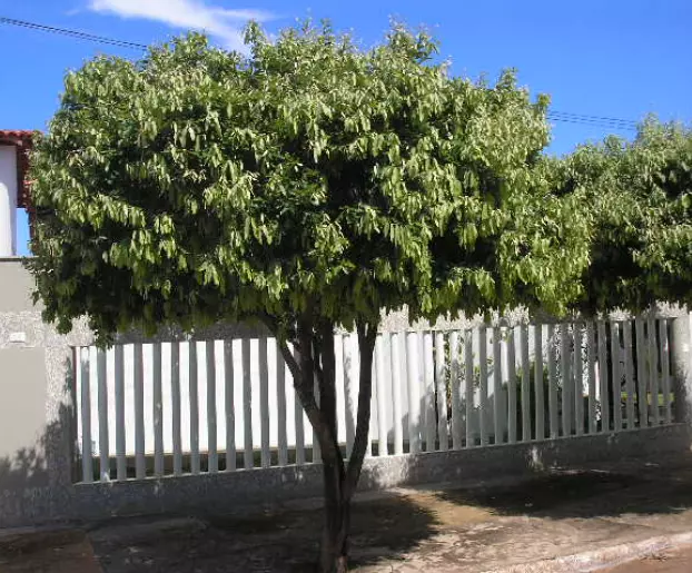 Imagem Segundaria do Produto
