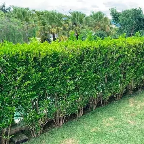 Imagem Segundaria do Produto