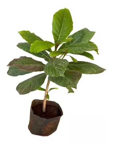 Imagem Segundaria do Produto