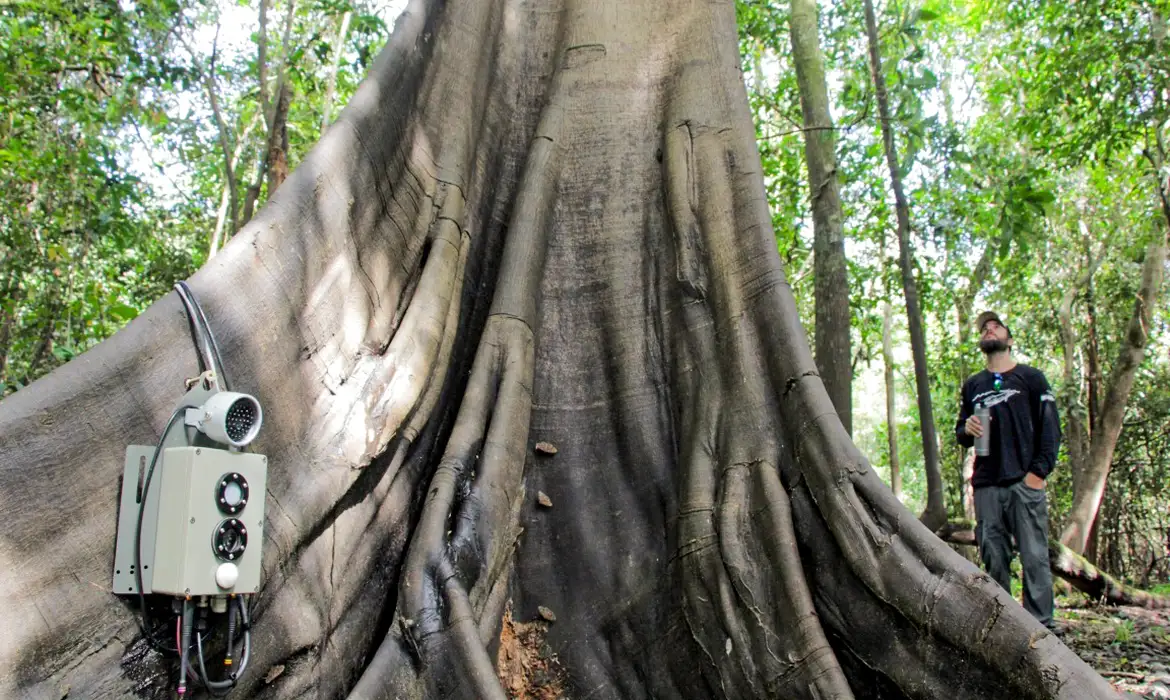 Progresso/Mudanças Climáticas: Tecnologias monitoram biodiversidade, árvores e ar da Amazônia ajuda a avaliar se há sinais de alerta