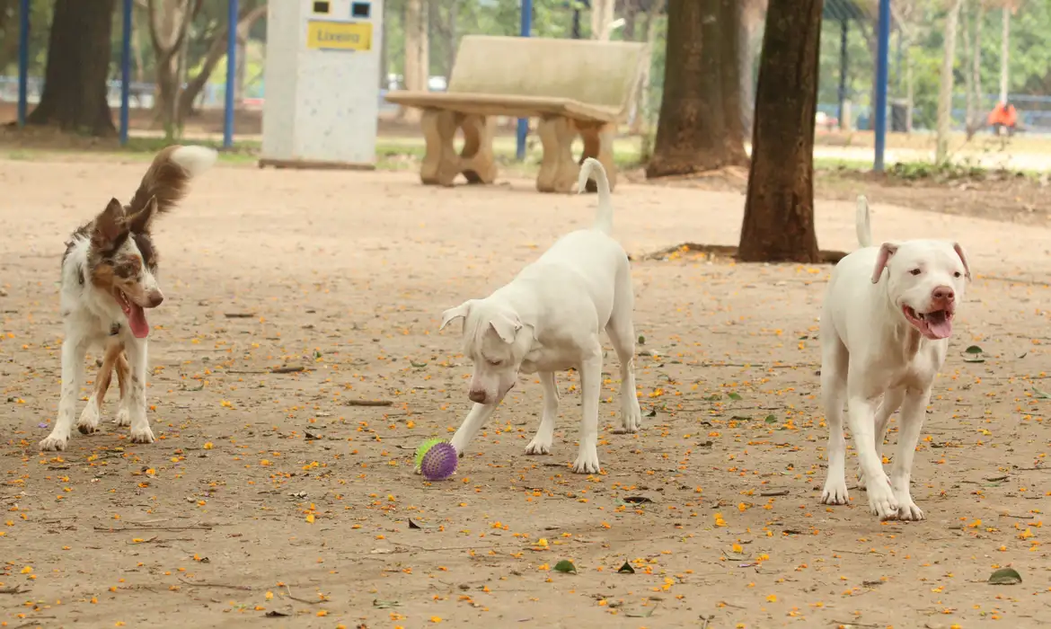 Novo RG Animal para cães e gatos: Saiba como funciona o SinPatinhas, registro é voluntário e gratuito