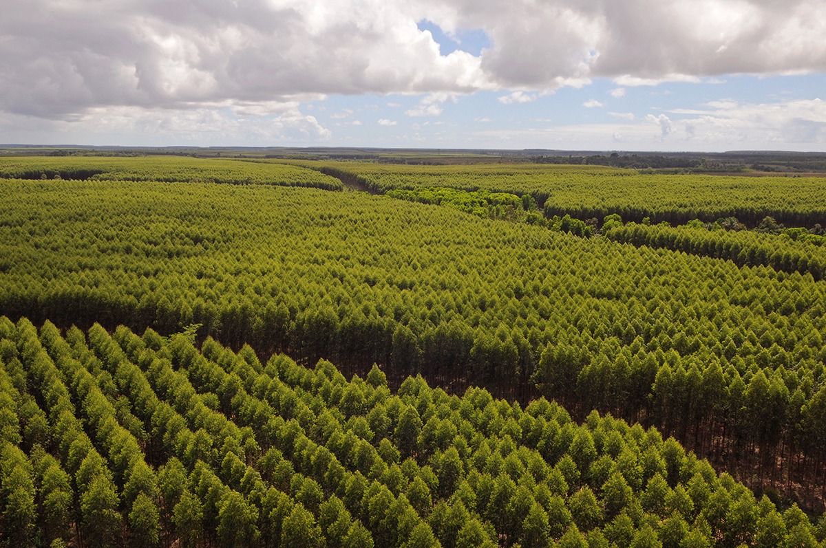 Suzano está com quatro processos seletivos abertos para suas operações em Mato Grosso do Sul