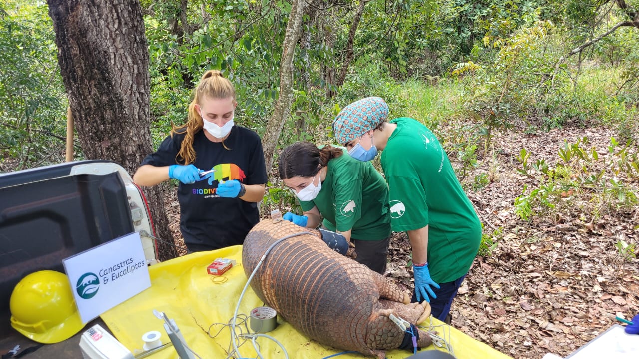 Suzano e ICAS se unem para promover a conservação do tatu-canastra em Mato Grosso do Sul