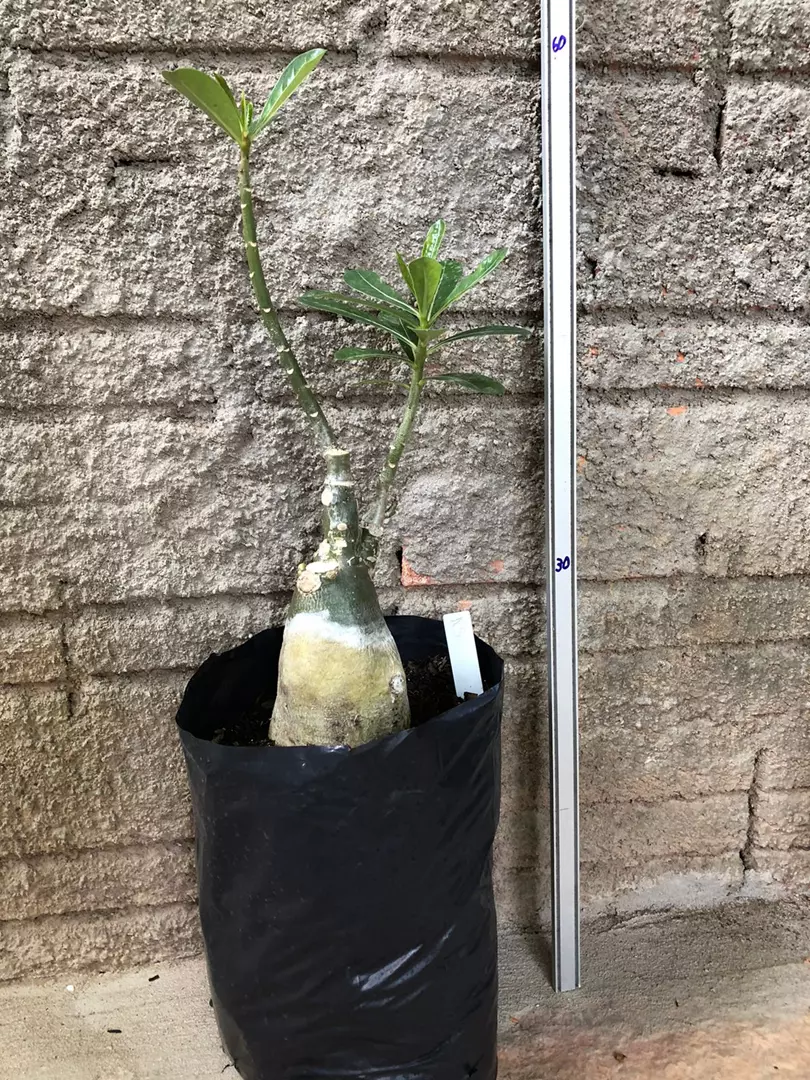 Imagem Segundaria do Produto