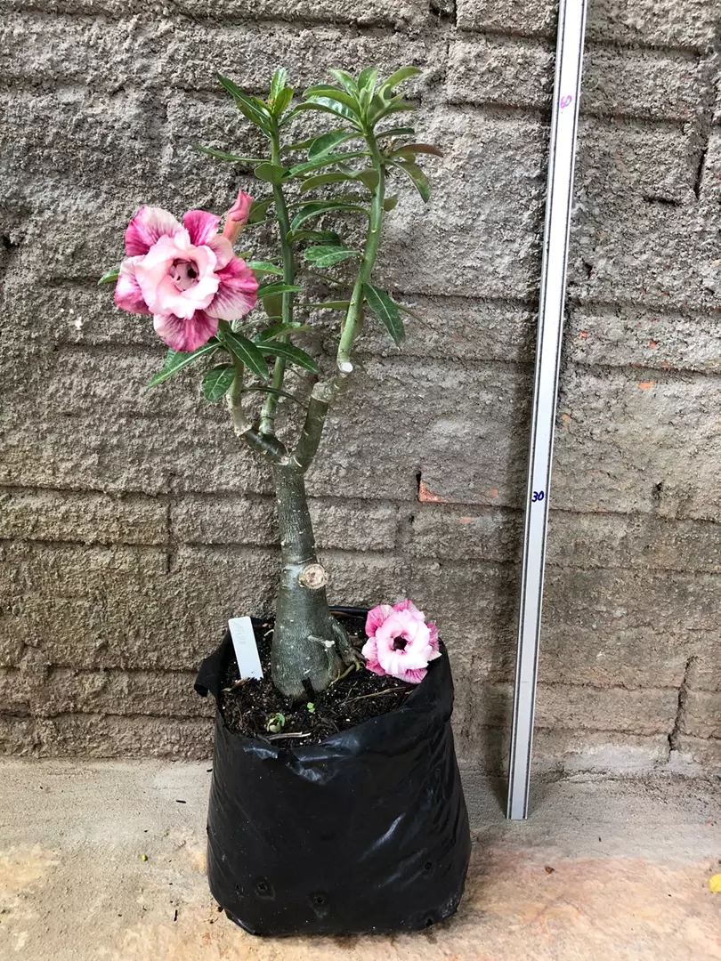 Imagem Segundaria do Produto