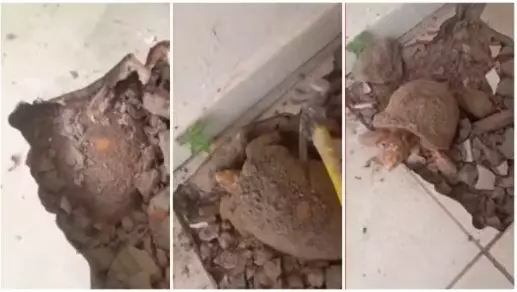Jabuti Sobrevive 10 Anos Soterrado Sob Piso de Casa: Entenda Como Isso Foi Possível