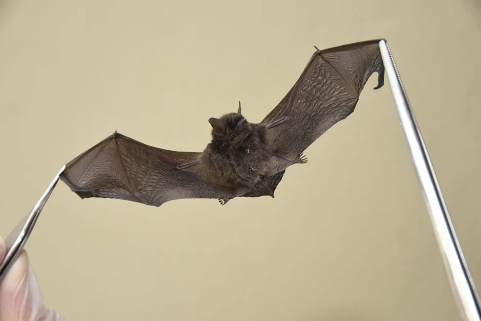 Doença desconhecida mata mais de 50 pessoas no Congo