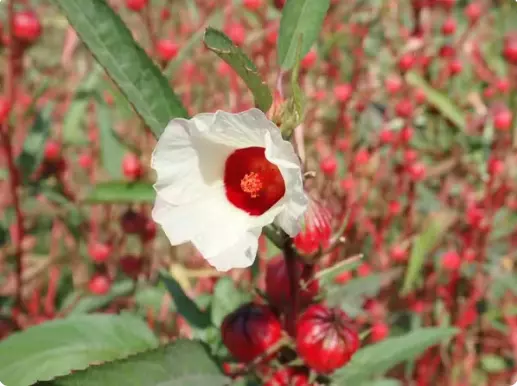 Chá de hibisco: planta auxilia nos cuidados com a pressão arterial, o coração e o peso