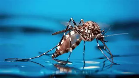 Botucatu registra 435 casos de dengue em 2025