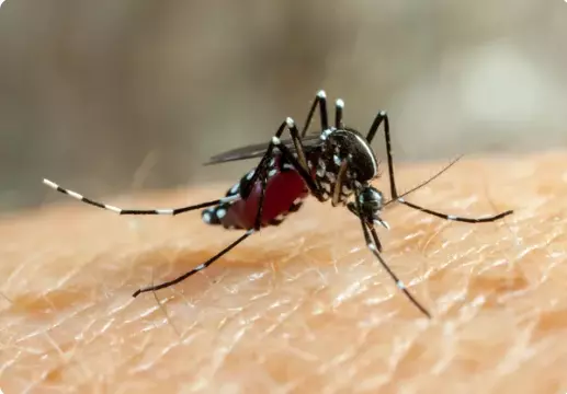 Com 4 mil casos e 13 mortes, Americana decreta emergência para dengue; veja o que muda