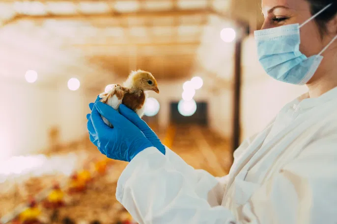 Confirmado Primeiro Caso de Gripe Aviária em Granja Comercial no Brasil