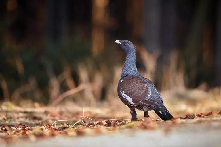 A polícia denunciou duas pessoas por fotografarem esse animal na natueza; elas agora podem ser multadas em mais de R$ 1 milhão