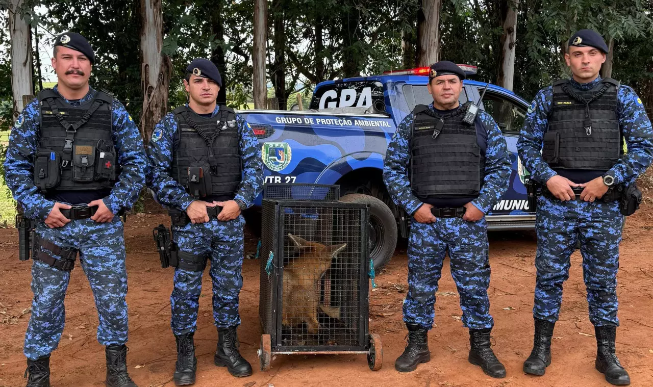 Lobo-guará é capturado em granja de Botucatu