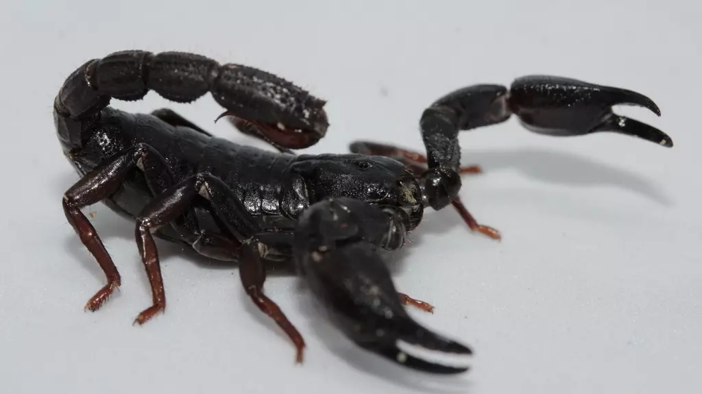 USP identifica toxina de escorpião da Amazônia capaz de matar células de câncer de mama