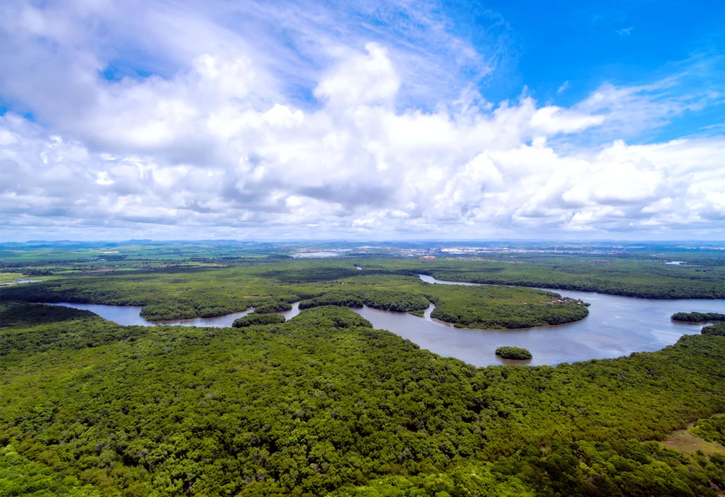 BNDES-Fundo Clima desembolsa R$ 100 milhões para restauração florestal com Mombak BNDES-Fundo Clima desembolsa R$ 100 milhões para restauração florestal com Mombak