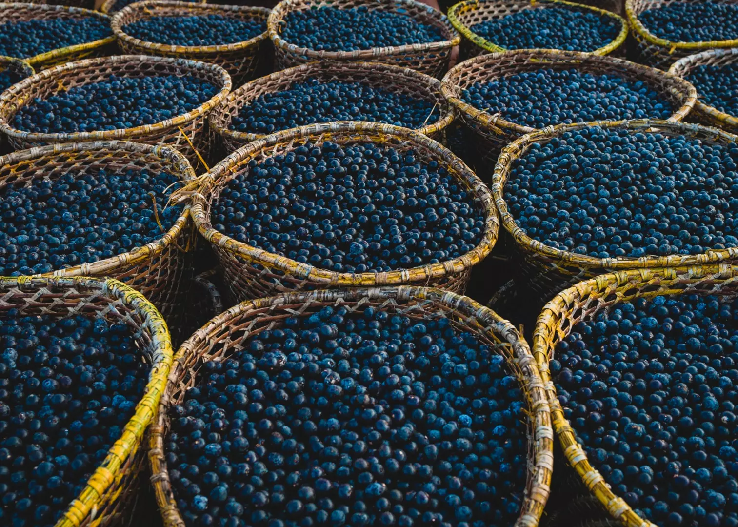 Edital Amabio seleciona projetos de bioeconomia na Amazônia