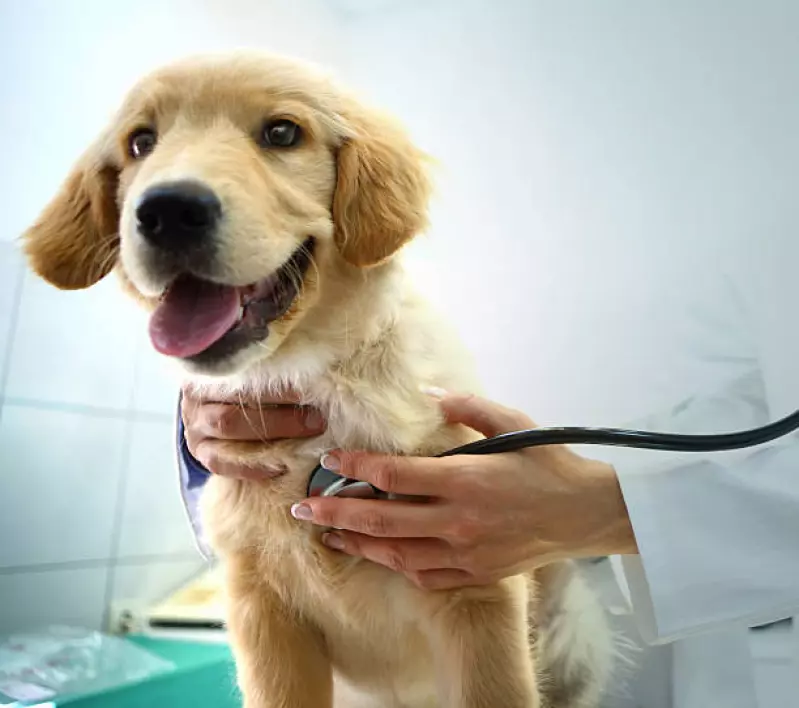 O uso do Benazepril para cães e gatos