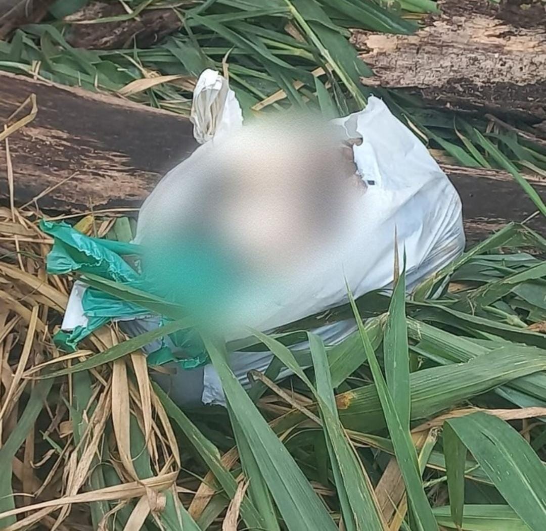 Homem é preso após matar cachorro a pauladas em Ribas do Rio Pardo