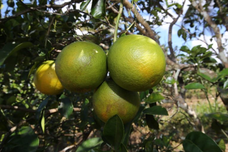 Produtora de laranja vai investir R$ 1,2 bilhão em Ribas do Rio Pardo