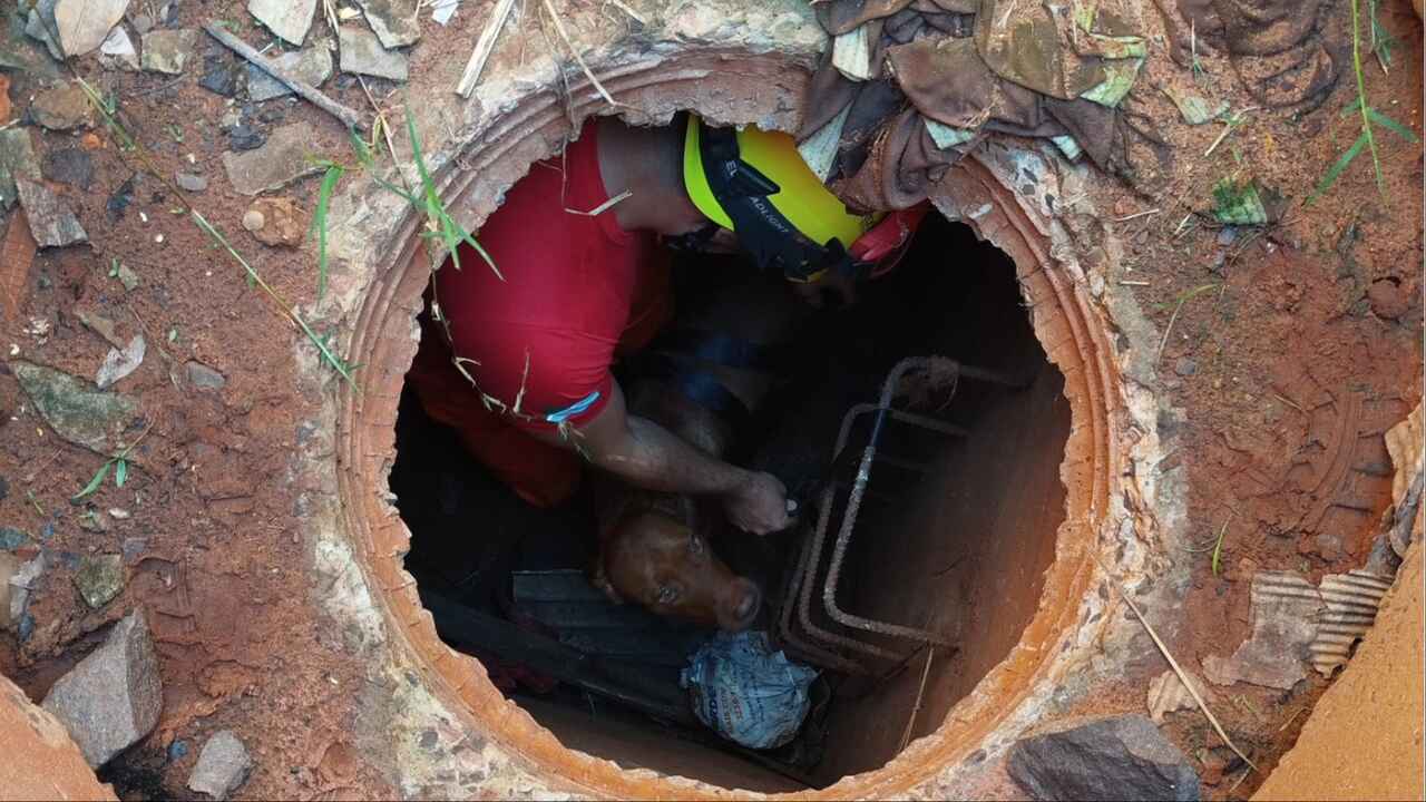 Cachorro é resgatado por Bombeiros de tubulação no Parque Estoril