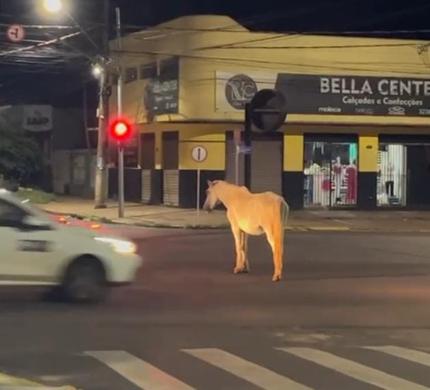 Prefeitura promete multar donos de animais soltos nas ruas de Ribas do Rio Pardo