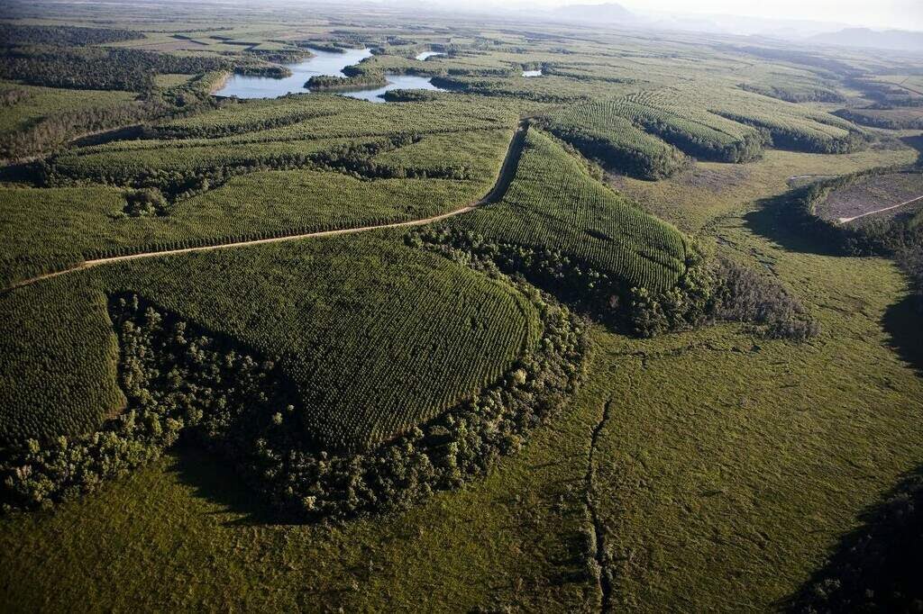 Área de fábrica de celulose terá 1,2 mil hectares de reserva particular