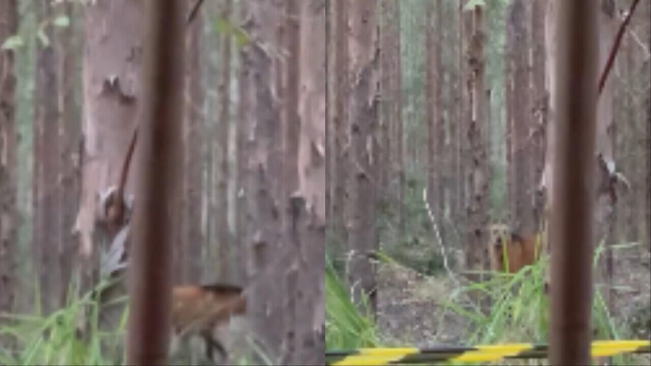 VÍDEO: Lobo-guará passeia em área florestal de Ribas do Rio Pardo
