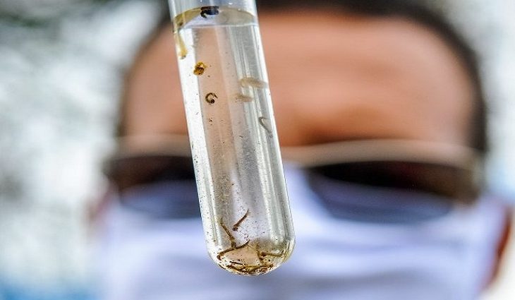 Boletim Epidemiológico: MS registra 15.744 casos confirmados de dengue