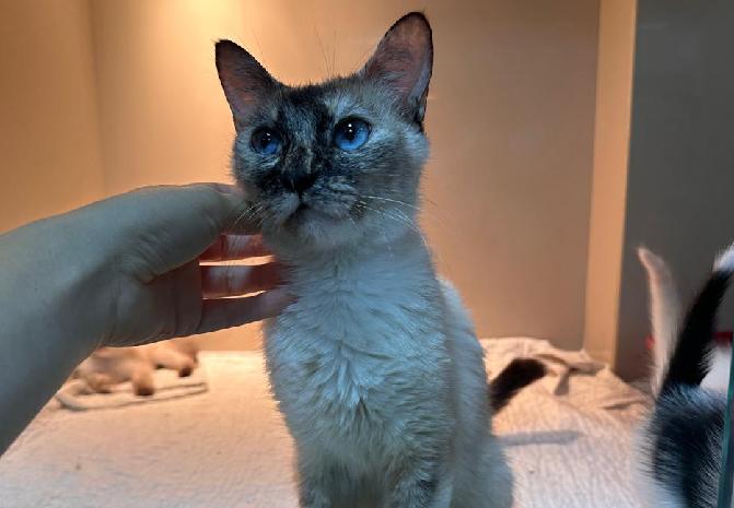 Fujama realiza feira de adoção de gatos em Jaraguá do Sul