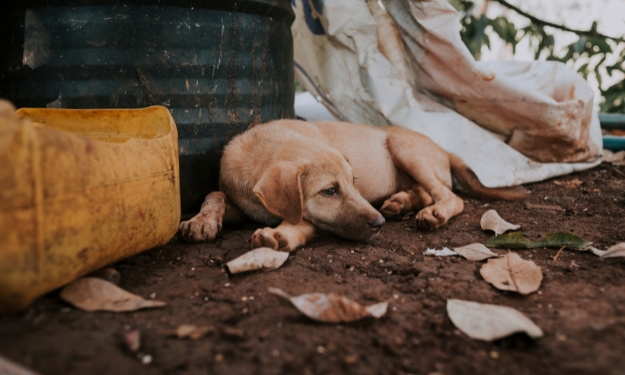 Santa Catarina registra mais de 4 mil casos de maus-tratos a animais em cinco anos
