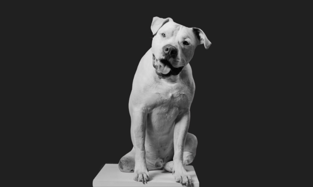 Morre Sansão, o pitbull que inspirou a Lei contra maus-tratos a animais