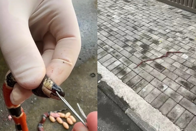 Biólogo de Jaraguá do Sul faz descoberta surpreendente durante resgate de Cobra-Coral.