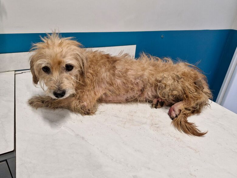 Homem de 36 anos é Detido por Maus-Tratos a Cachorro em Schroeder