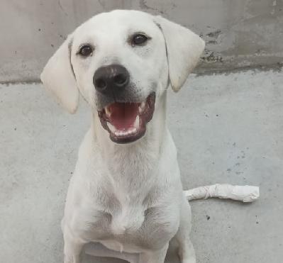 Fujama promove feira de adoção de animais neste sábado (22) em Jaraguá do Sul