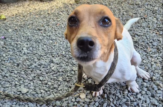 Feira de adoção da Fujama leva cães adultos à Praça Ângelo Piazera neste sábado (10)