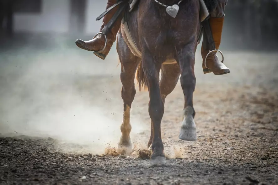 Justiça proíbe uso de esporas ilegais em rodeio após denúncia de maus-tratos em Jaraguá do Sul