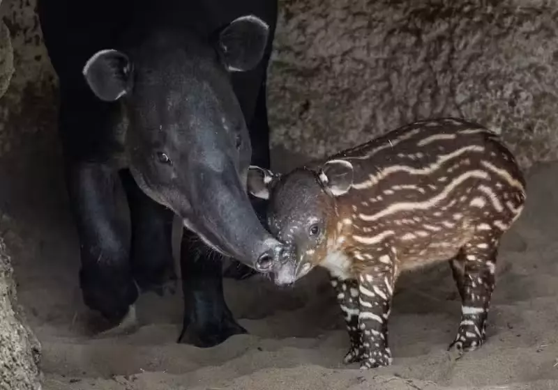 Filhote de Anta virou atração no Zoológico