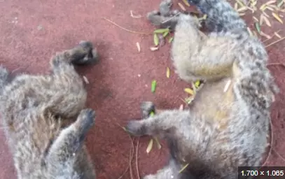 Adolfo Lutz confirma febre-amarela em macacos encontrados sem vida