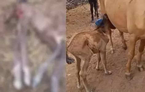 Mãe e filho são atacados por onça