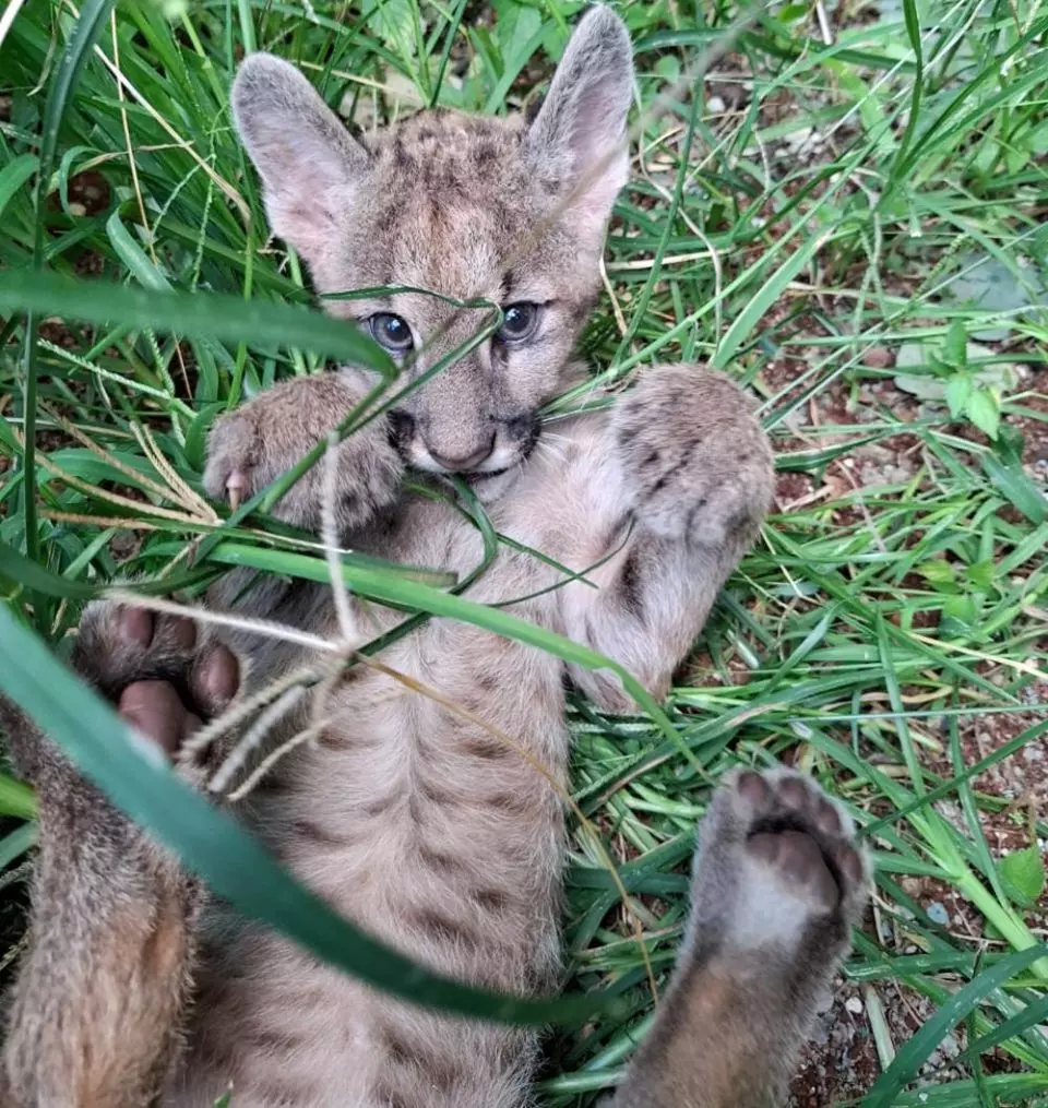 Oncinha Rita é a mais nova moradora do Zoo Fábio Barreto