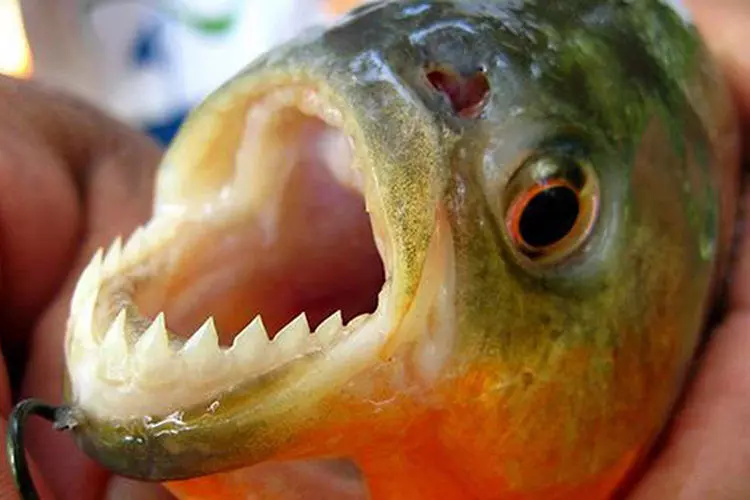 Piranhas - Decreto proíbe banhistas à Represa do Broa