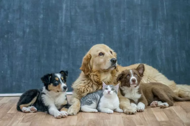 Feira de adoção de Pets acontece no Canil e Gatil Municipal
